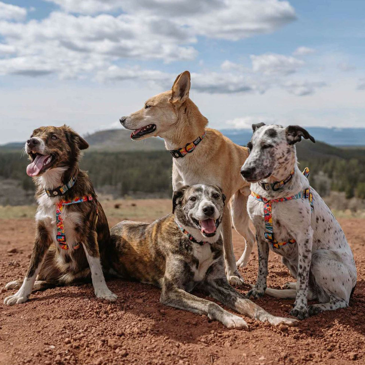 ハーネス 犬用品 小型犬 Sサイズ マン&ビースト MAN&BEAST