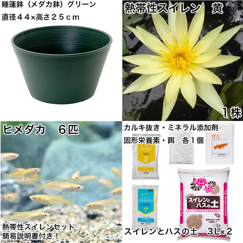 （ビオトープ）（めだか）初心者向け　睡蓮鉢で育てる　メダカ飼育セット（グリーン）熱帯性スイレン黄＋ひめだか６匹　説明書付　本州四国限定　飼育セット　ＣＲＣ15―10―27―25―00
