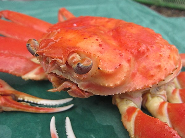 名人の浜茹で蟹、B10kg(冷凍) 蟹の本場、山陰境港産 (紅ずわい蟹) カニ