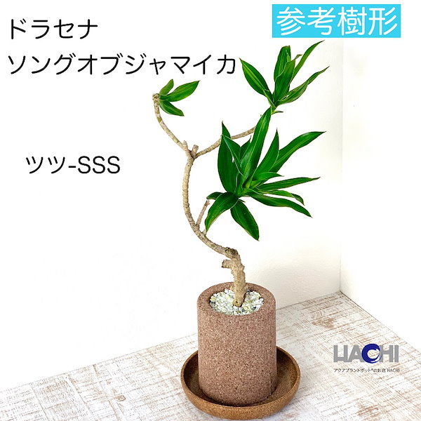 Qoo10] ドラセナソングオブジャマイカ 観葉植物本