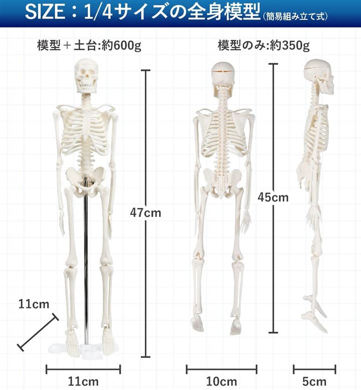 Qoo10] シンプルな1/4サイズの全身骨格模型 人