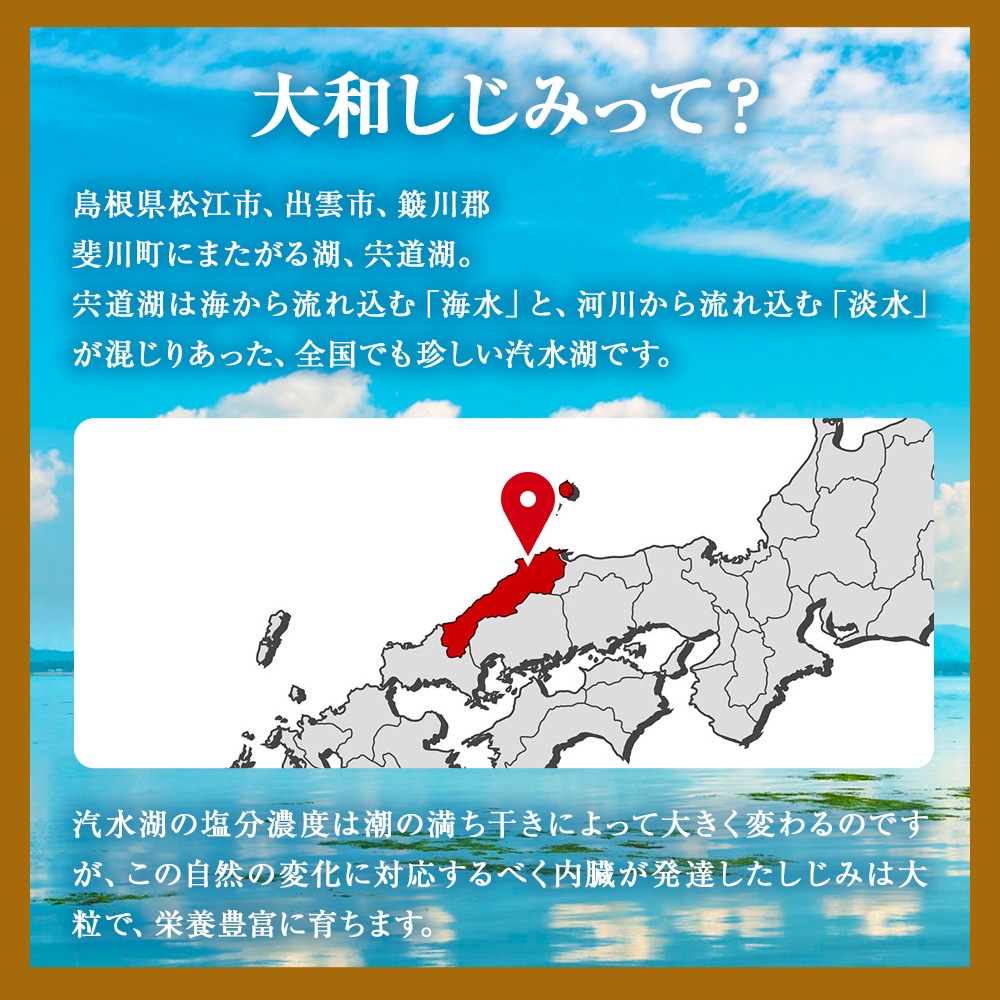 定番超激安 ユウキ製薬 160粒*12個... : 健康食品・サプリ : 国産しじみ+オルニチン 新作超激得