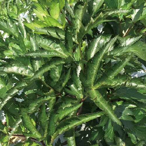 イエル ハーバルサプリメント クレンズ［ ダイエット用 ］ 270粒（30日分） 6個セット