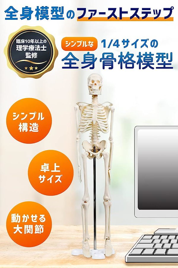 人骨模型85cm 血管＆心臓付き ガイコツ 骸骨 人体模型 JK-3885Y