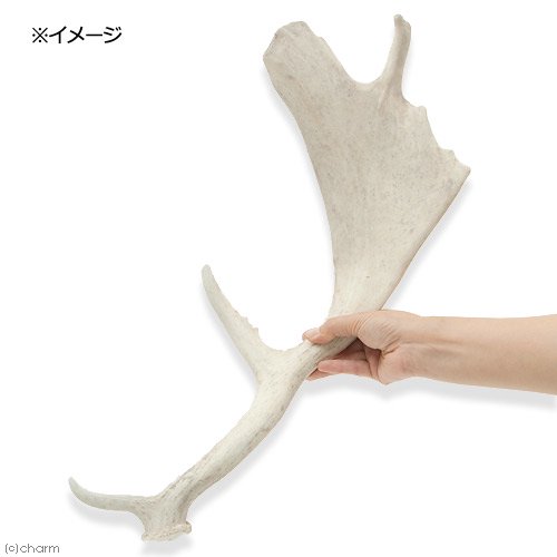 国産 ヘラジカの角 オブジェ 1本 インテリア CRC50―97―00―00―00 国産 ヘラジカの角 オブジェ 1本 インテリア CRC50―97―00―00―00