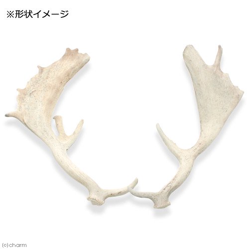 国産 ヘラジカの角 オブジェ 1本 インテリア CRC50―97―00―00―00 国産 ヘラジカの角 オブジェ 1本 インテリア CRC50―97―00―00―00