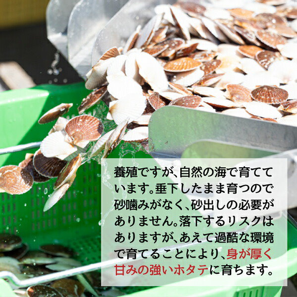 Qoo10] ホタテ 帆立 貝柱 湾宝 ほたて貝柱 北