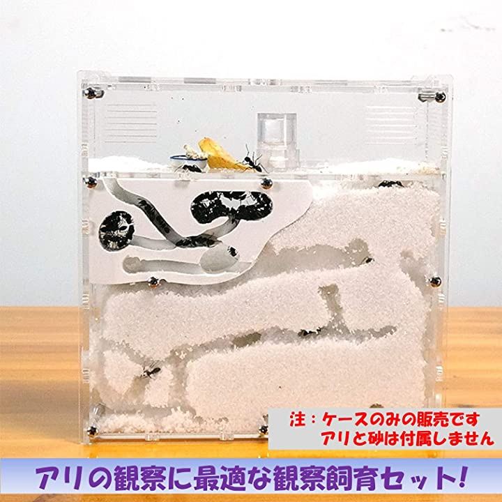 アリの巣観察キット 自由研究 昆虫採集セット 飼育ケース アリ飼育キット 水槽 砂なし