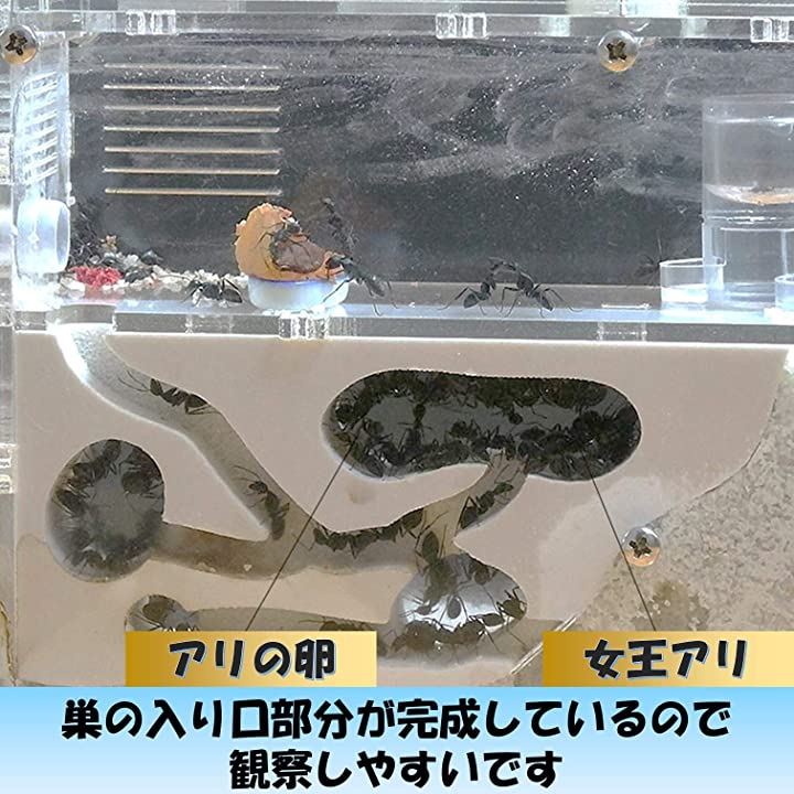 アリの巣観察キット 自由研究 昆虫採集セット 飼育ケース アリ飼育キット 水槽 砂なし