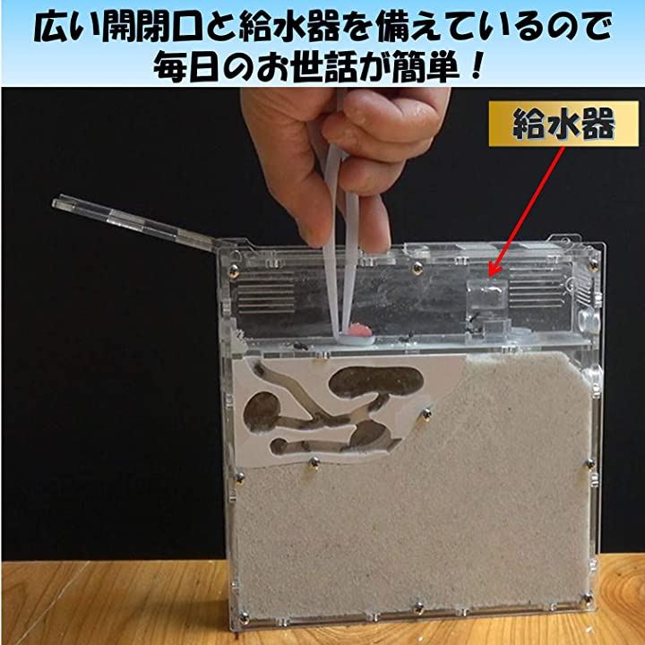 アリの巣観察キット 自由研究 昆虫採集セット 飼育ケース アリ飼育キット 水槽 砂なし