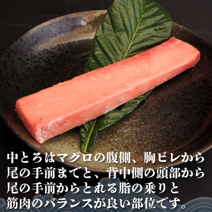 中とろ　600g 特上 お刺身 トロ　 メバチ マグロ まぐろ 天然 国産