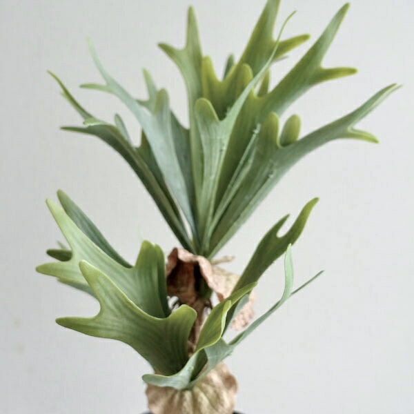 観葉植物 フェイクグリーン リアル 造花 ビカクシダ コウモリラン 人工 おしゃれ モダン 鉢植え インテリアグリーン 造花 インテリア雑貨 ポット 鉢 ブラック