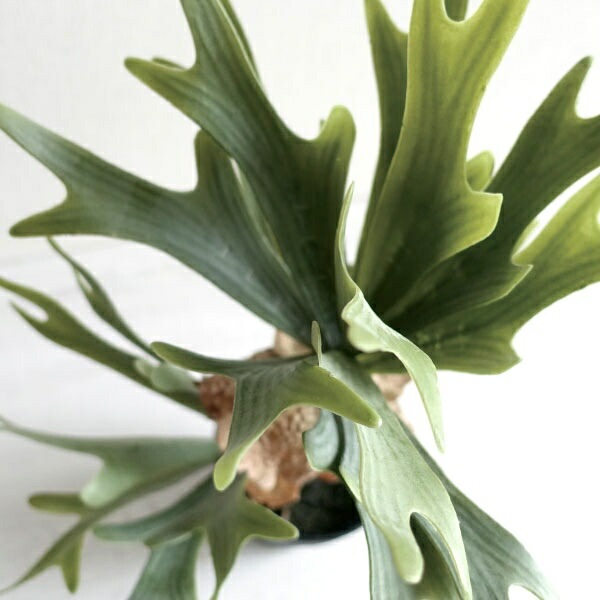 観葉植物 フェイクグリーン リアル 造花 ビカクシダ コウモリラン 人工 おしゃれ モダン 鉢植え インテリアグリーン 造花 インテリア雑貨 ポット 鉢 ブラック