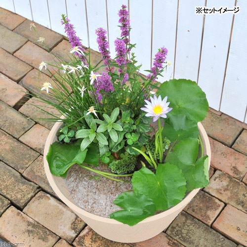 （ビオトープ）（めだか）はじめての熱帯性睡蓮セット＋キョーリン　メダカのエサ　産卵・繁殖用　４０ｇ　説明書付　本州四国限定　ＣＲＣ15―10―27―35―20