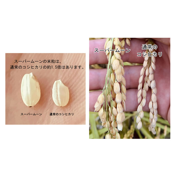 最安値人気 吉字屋 スーパームーン : 米・雑穀 : 安い通販