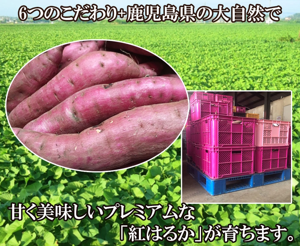 【クーポン利用でお得に購入】焼き芋 さつまいも 紅はるか 4kg サツマイモ 冷凍焼き芋 焼きいも 産地直送 薩摩芋 石焼き芋 芋 いも イモ 鹿児島県産 FJK-005