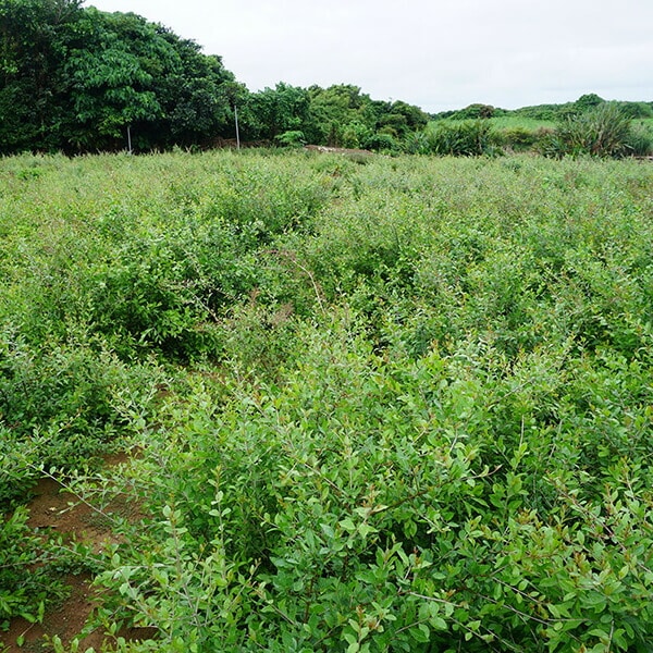 みんなでみらいを ヘナカラーセットオレンジ30g2 5個セット みんなでみらいを ヘナカラーセットオレンジ30g2 5個セット