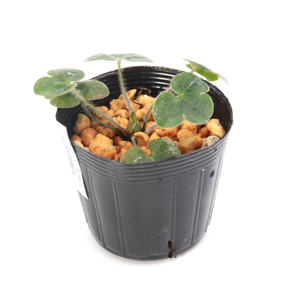 (山野草)ユキワリソウ(雪割草)伊達絞り 標準花 3号(1ポット) CRC15―35―12―00―00 (山野草)ユキワリソウ(雪割草)伊達絞り 標準花 3号(1ポット) CRC15―35―12―00―00