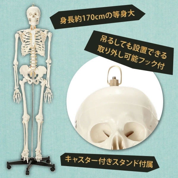 Qoo10] 全身等身大骨格模型 170cm 成人男性