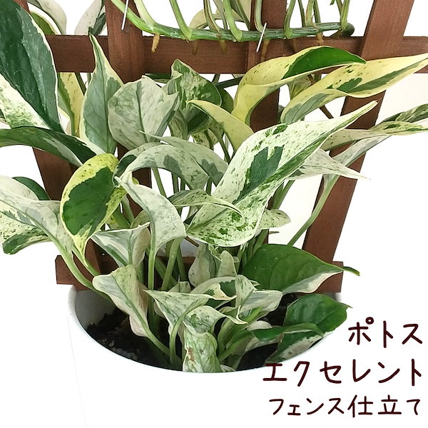 ポトス ポトス 幻のグロ エクセレント 観葉植物