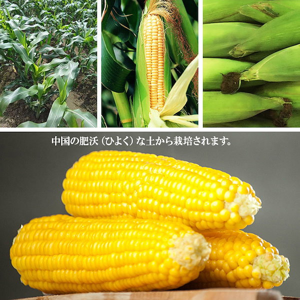Qoo10] 【中国産】「黄糯とうもろこし 5本セット