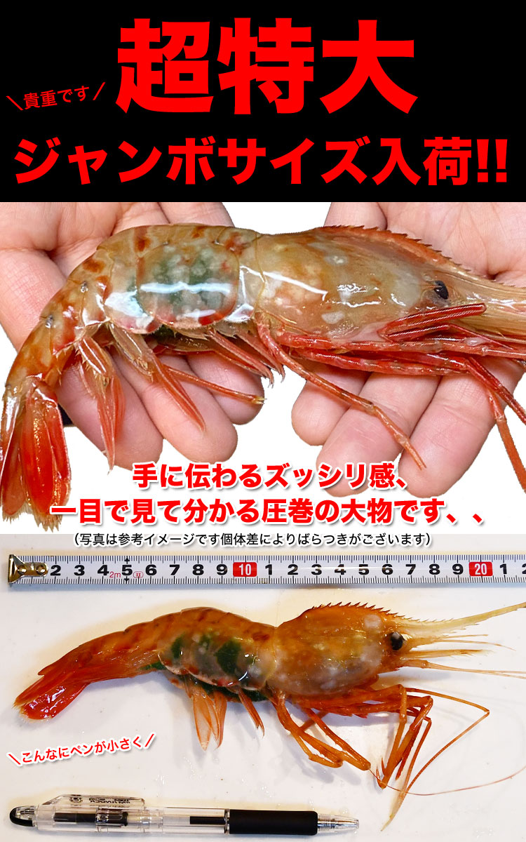 ボタンエビ 超 特大 1kg (14尾前後) 刺身 卵 子 持ち えび 海老 蝦 蛯 ぷりっと甘味ある新鮮急速凍結