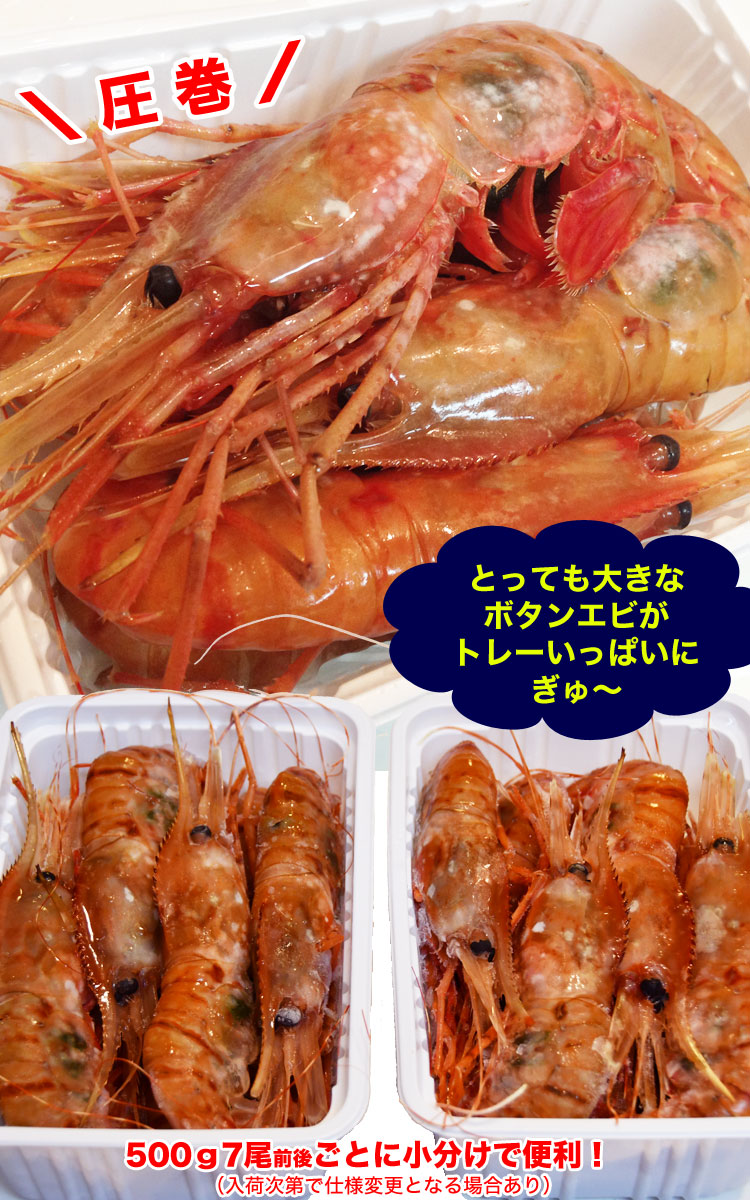 ボタンエビ 超 特大 1kg (14尾前後) 刺身 卵 子 持ち えび 海老 蝦 蛯 ぷりっと甘味ある新鮮急速凍結