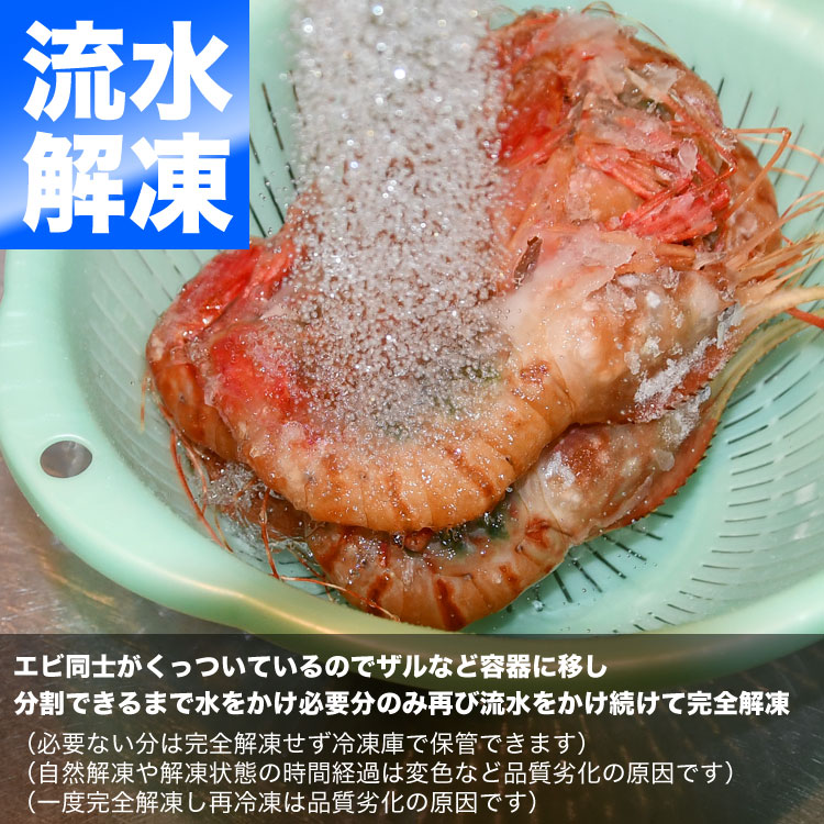 ボタンエビ 超 特大 1kg (14尾前後) 刺身 卵 子 持ち えび 海老 蝦 蛯 ぷりっと甘味ある新鮮急速凍結