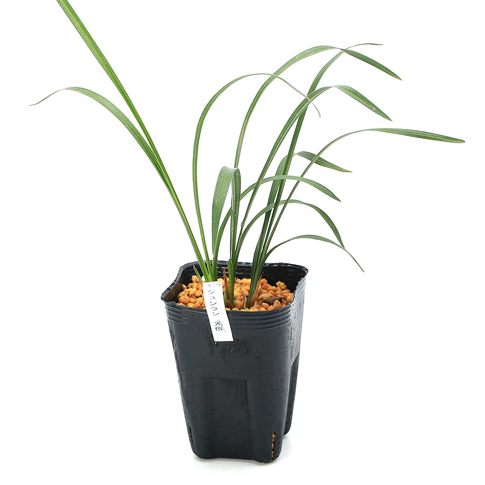 （山野草）シュンラン（春蘭）光悦（コウエツ）３号（１ポット）日本春蘭　古典園芸（休眠状態）　ＣＲＣ15―35―12―00―00