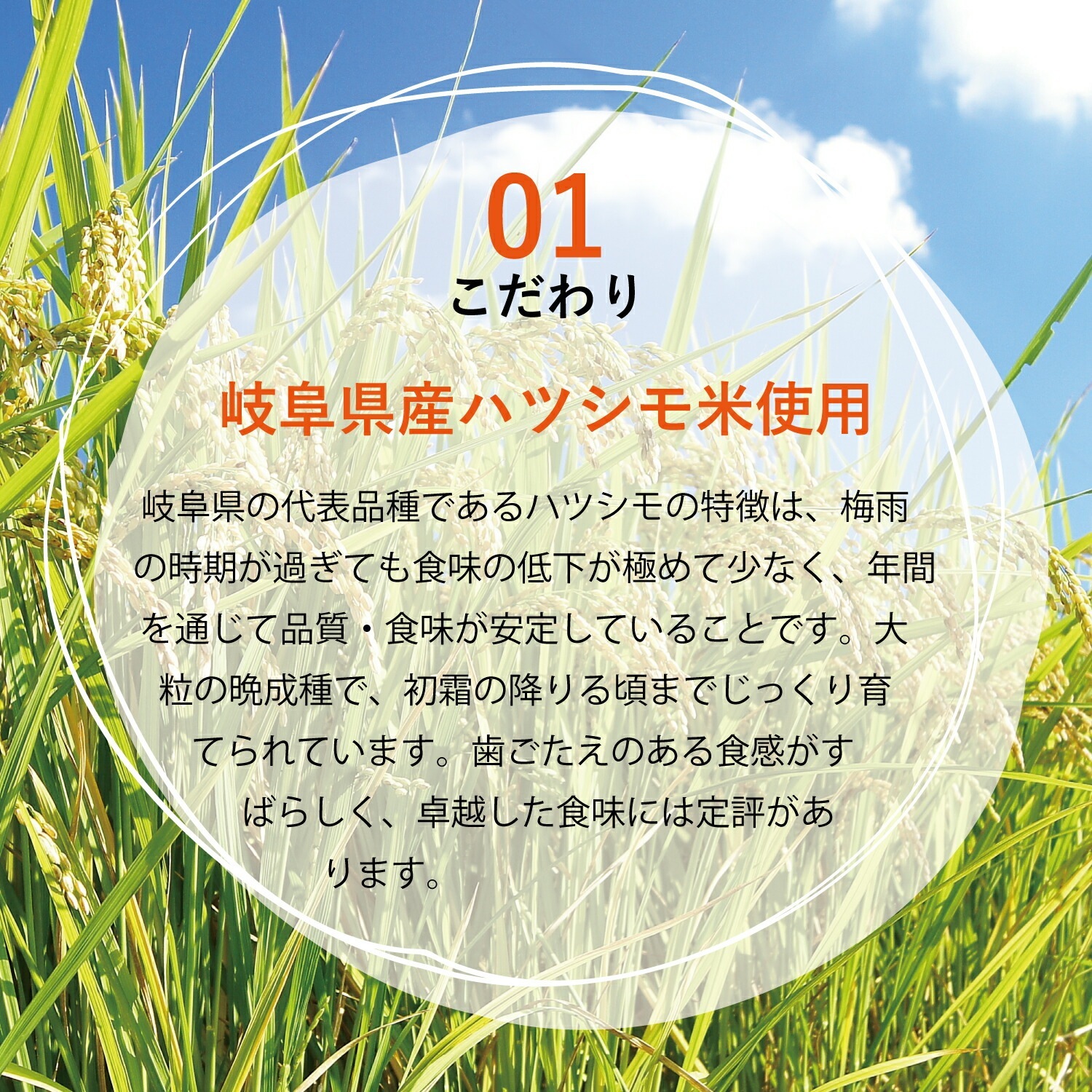 PLUS グルテンフリー ライスパスタ スパゲッティ 200g ×15 太さ1.3mm スパゲティ 小麦不使用 米粉麺 乾麺 国産
