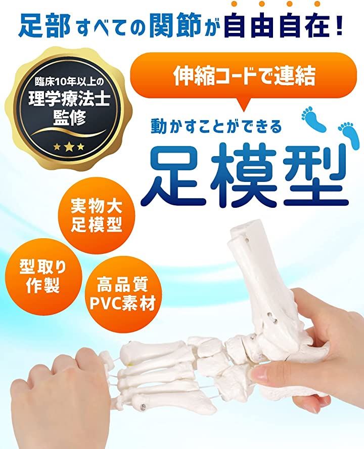 Qoo10] ビヨーンと伸びて自在に動かせる足骨模型