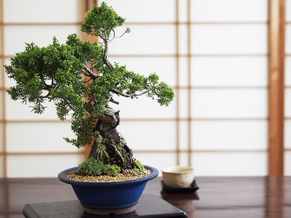 【石付 5幹寄せ植え真柏盆栽】　　　　　　　⭕値引き不可　80%完成品❗ 石付き真柏 |盆栽妙 – 盆栽妙 本店