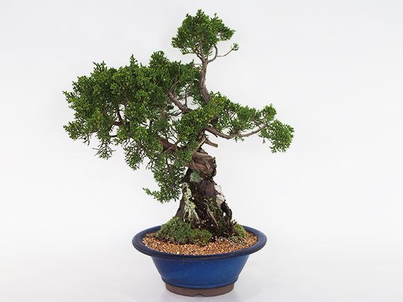 PALACE真柏盆栽！値下げ最終！真柏盆栽❗️❗️珍❗️斑入真柏❗️ PALACE真柏盆栽！値下げ最終！真柏盆栽❗️❗️珍❗️斑入真