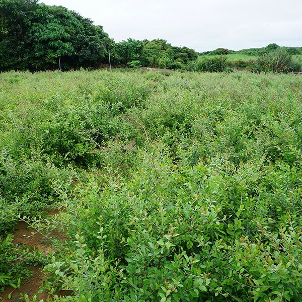 みんなでみらいを ヘナカラーセットダークブラウン30g2 5個セット みんなでみらいを ヘナカラーセットダークブラウン30g2 5個セット
