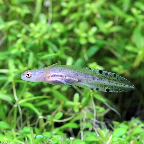 (両生類)マダライモリ 幼生(1匹) CRC17―05―60―00―00 (両生類)マダライモリ 幼生(1匹) CRC17―05―60―00―00