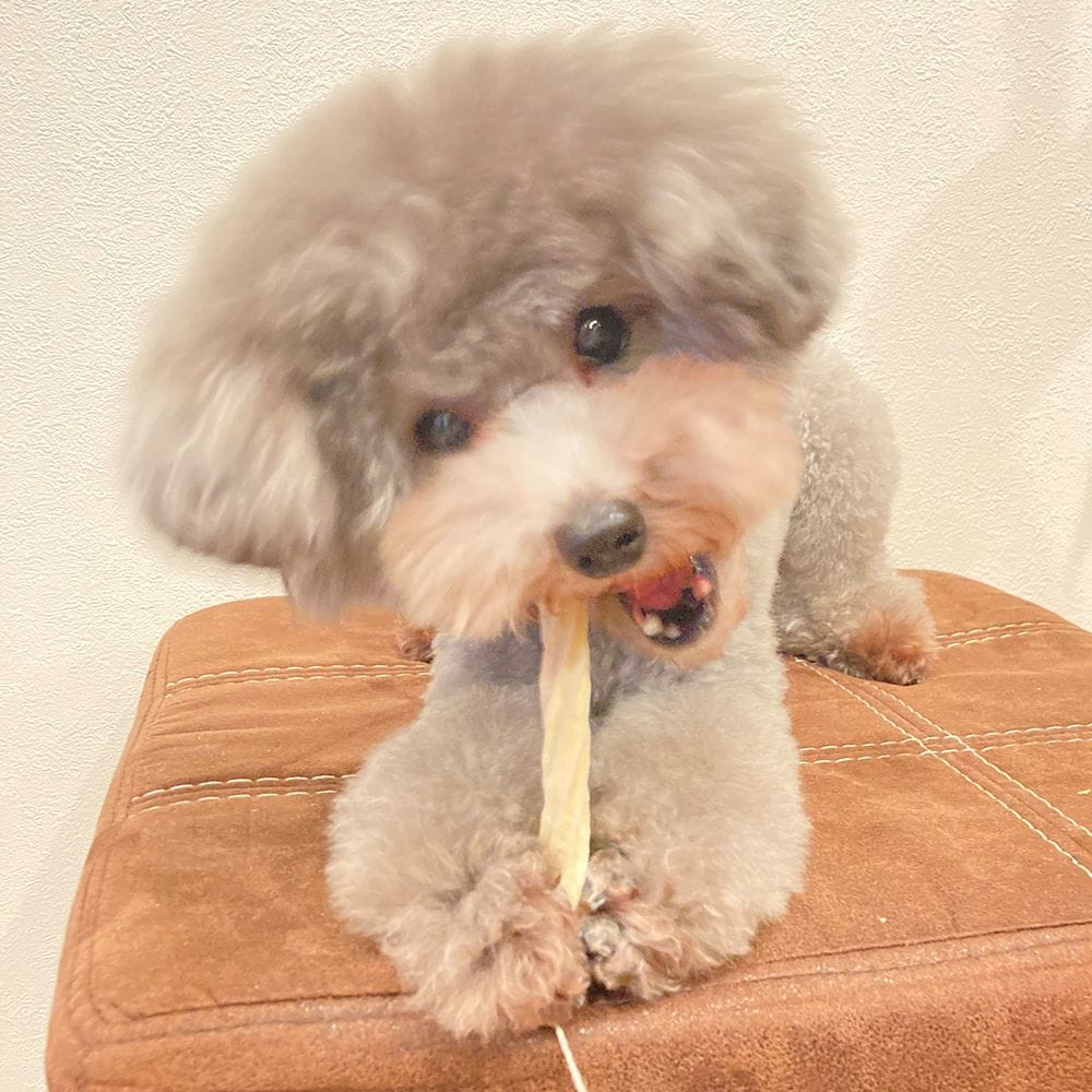 （まとめ買い）プラクト 長持ちロング歯みがきデンタルガム ストロング 超小型小型犬 10本入 犬用おやつ [x10]