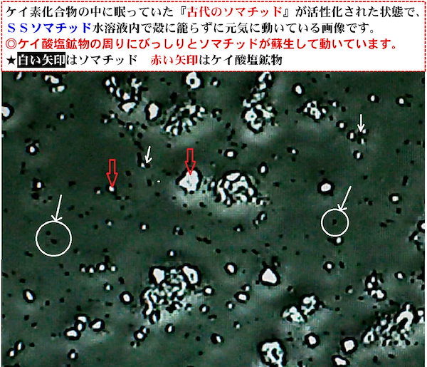 ケイ素とソマチッドが含有された ＳＳ活性化ソマチッド ３袋セット(750日分) 1億3000万年の蘇