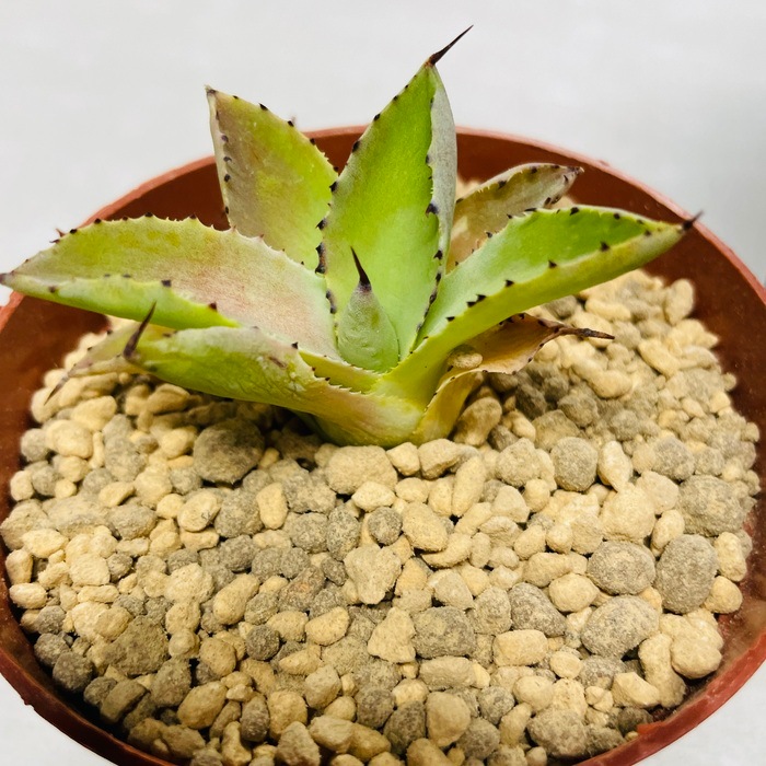 まとめ買い プロトリーフ 室内向け観葉多肉の土7号鉢用 3.5L24袋 観葉植物 多肉植物 まとめ買い プロトリーフ 室内向け観葉多肉の土7号鉢用 3.5L24袋 観葉植物 多肉植物