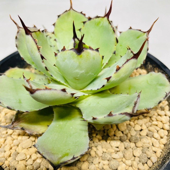 まとめ買い プロトリーフ 室内向け観葉多肉の土7号鉢用 3.5L24袋 観葉植物 多肉植物 まとめ買い プロトリーフ 室内向け観葉多肉の土7号鉢用 3.5L24袋 観葉植物 多肉植物