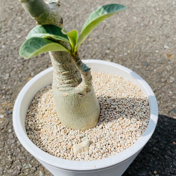 まとめ買い プロトリーフ 室内向け観葉多肉の土7号鉢用 3.5L24袋 観葉植物 多肉植物 まとめ買い プロトリーフ 室内向け観葉多肉の土7号鉢用 3.5L24袋 観葉植物 多肉植物