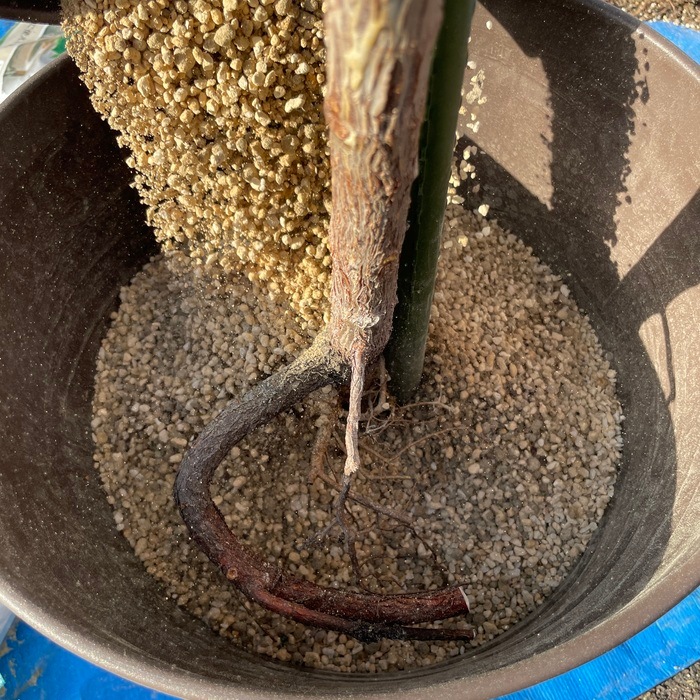 まとめ買い プロトリーフ 室内向け観葉多肉の土7号鉢用 3.5L24袋 観葉植物 多肉植物 まとめ買い プロトリーフ 室内向け観葉多肉の土7号鉢用 3.5L24袋 観葉植物 多肉植物