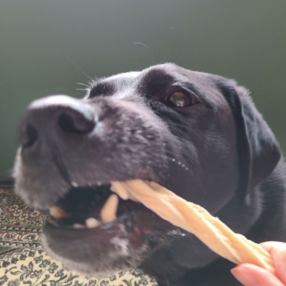 （まとめ買い）プラクト 長持ちロング歯みがきデンタルガム ストロング 中型大型犬 7本入 犬用おやつ [x10]