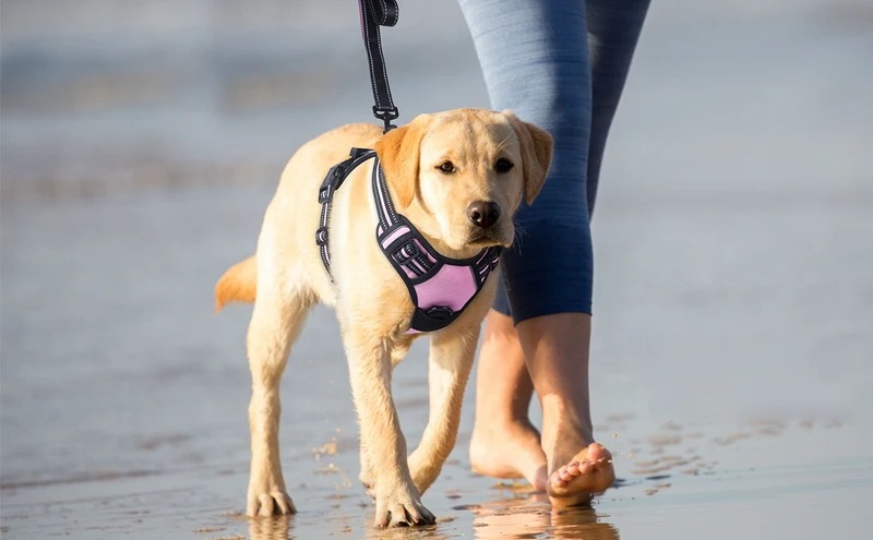 犬用トレーニングカラー,反射型犬用安全服,アウトドアスポーツベスト,プルなし 犬用トレーニングカラー,反射型犬用安全服,アウトドアスポーツベスト,プルなし