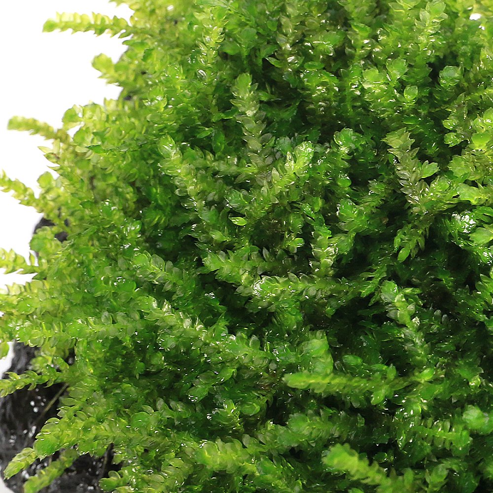 (水草)育成済 ウィーピングモス 溶岩石Sサイズ(約10cm)(無農薬)(水中葉)(3個) CRC12―18―60―77―00 (水草)育成済 ウィーピングモス 溶岩石Sサイズ(約10cm)(無農薬)(水中葉)(3個) CRC12―18―60―77―00