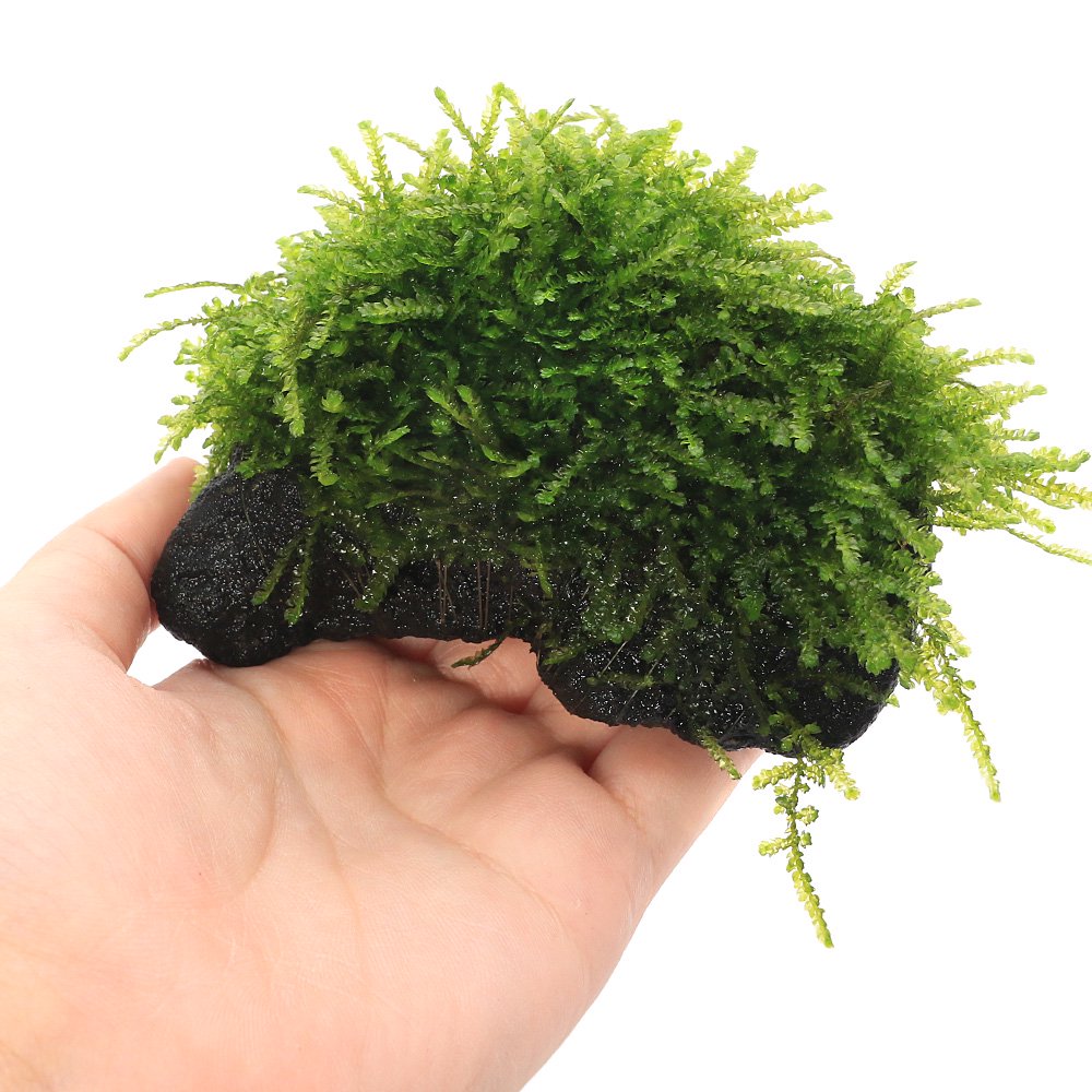 (水草)育成済 ウィーピングモス 溶岩石Sサイズ(約10cm)(無農薬)(水中葉)(3個) CRC12―18―60―77―00 (水草)育成済 ウィーピングモス 溶岩石Sサイズ(約10cm)(無農薬)(水中葉)(3個) CRC12―18―60―77―00