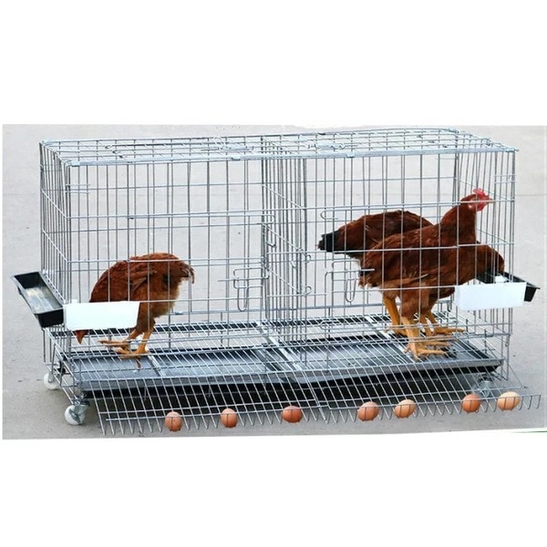 大型鳥かご　烏骨鶏　鶏　バードケージ　鳥籠 楽天市場】特価 大型鳥かご 烏骨鶏 鶏 バードケージ 鳩 鳥小屋 L