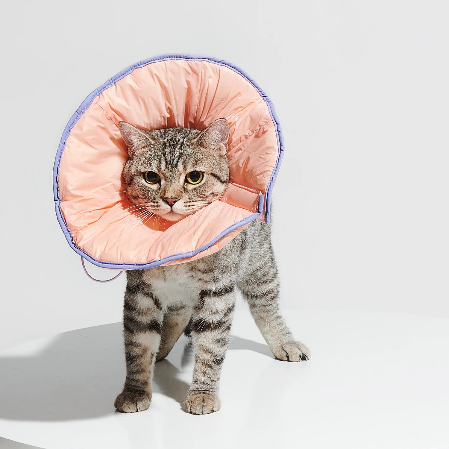 Purrre Dual-use Cone Collar ベル型エリザベスカラー L/XLサイズ