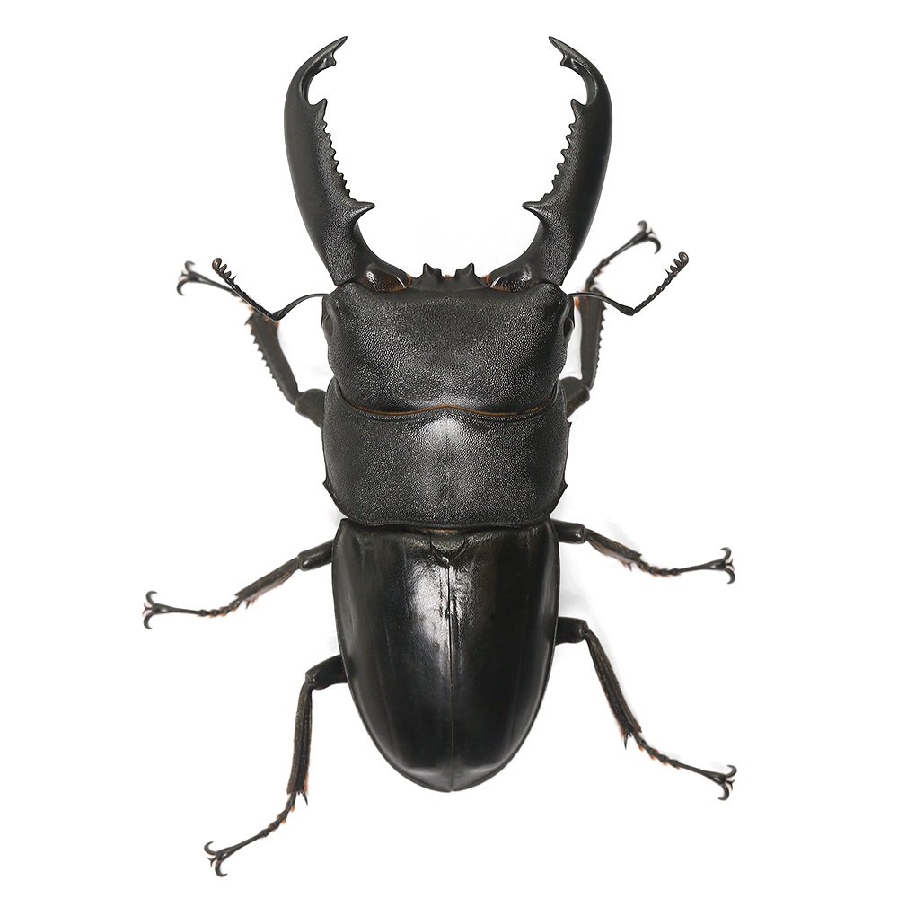 昆虫）ミンダナオヒラタクワガタ ミンダナオ島 キダパワン産 成虫 WC