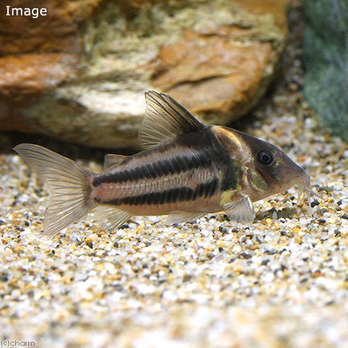 （熱帯魚）コリドラス・ビファシアータス（ワイルド）（１匹）　北海道・九州航空便要保温　ＣＲＣ13―36―50―00―00