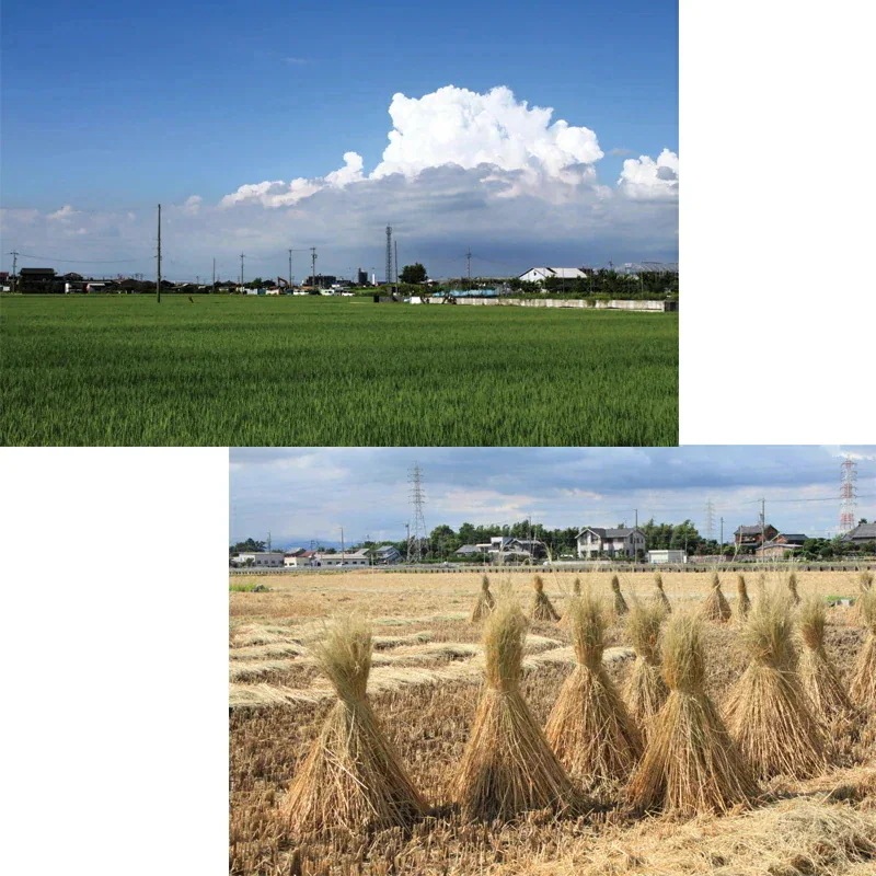 【精米時期訳アリ】【令和6年産】 白米 愛知県産 あいちのかおり 10kg(5kg×2) 【精米時期訳アリ】【令和6年産】 白米 愛知県産 あいちのかおり 10kg(5kg×2)